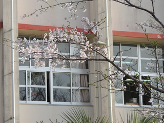 窓と桜