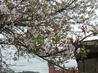 校門の桜