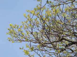 萵苣の樹の若葉